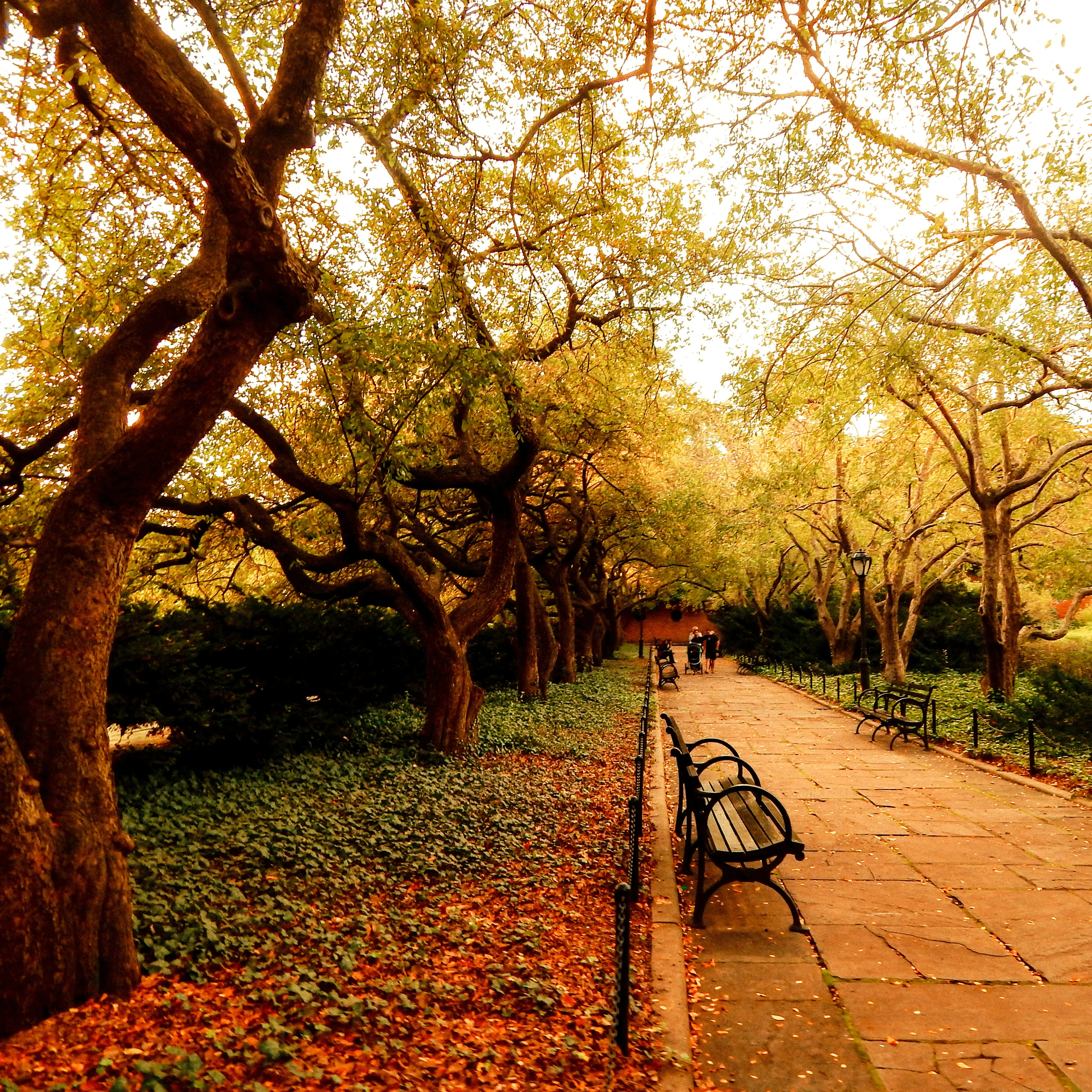 NYC central park in the fall