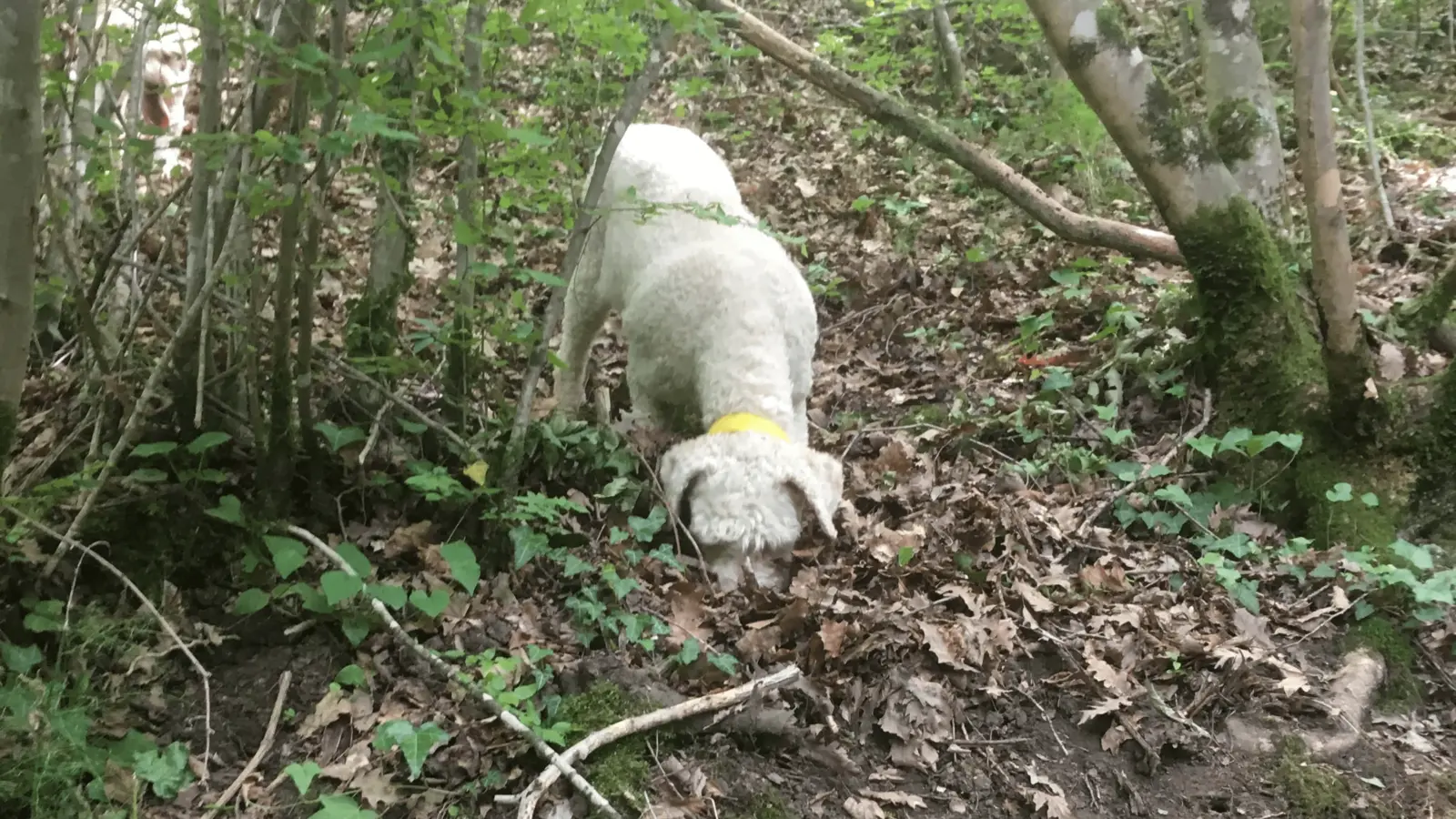 Truffle dog looking for valuable white truffles on a leafy forest floor.